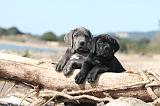 CANE CORSO 464